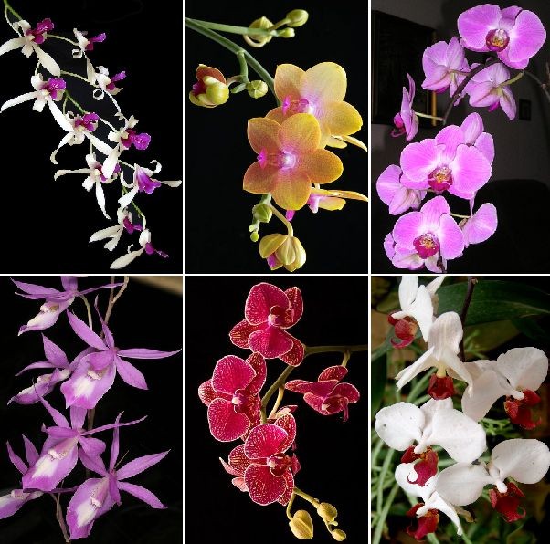разведение орхидей в домашних условиях