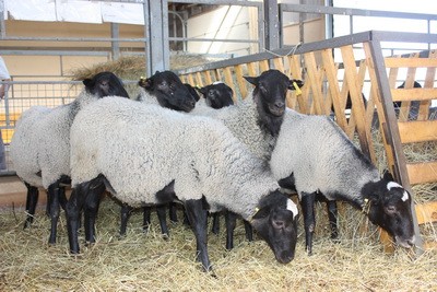 Романовские овцы: прибыльный бизнес
