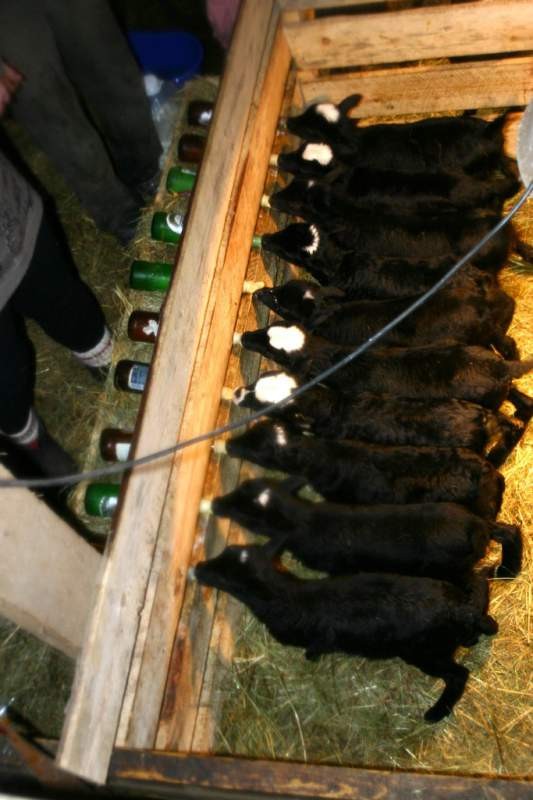 Романовские овцы: прибыльный деревенский бизнес