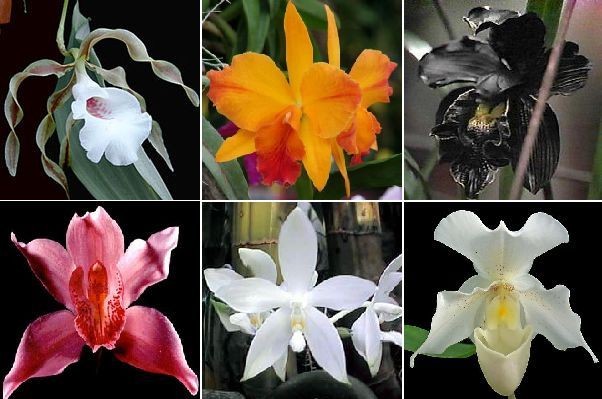 Как выращивают орхидеи на продажу в питомниках