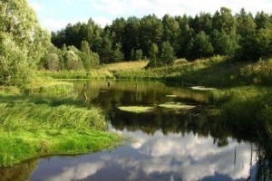 Разведение раков - бизнес в деревне